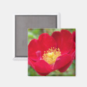 Rose sind rot magnet (Vorderseite/Rückseite)