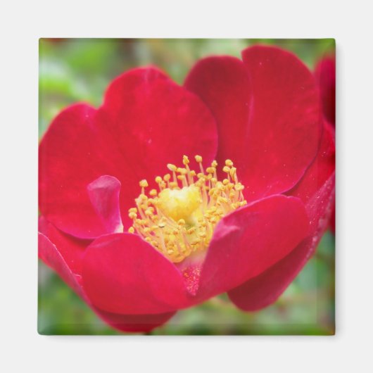 Rose sind rot magnet (Vorne)