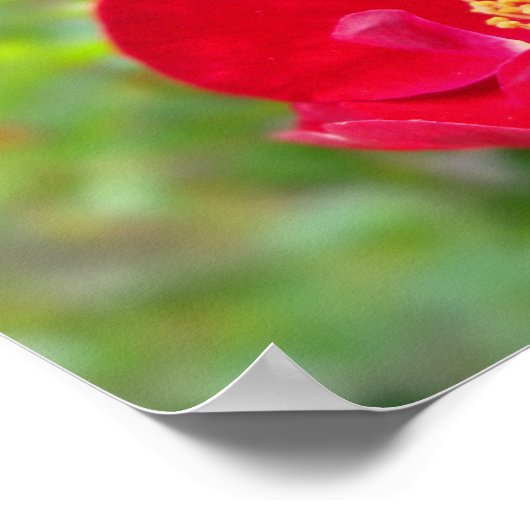 Rose sind rot poster (Ecke)