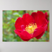 Rose sind rot poster (Vorne)