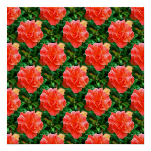 Rose sind rot... poster
