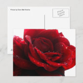 Rose sind rot postkarte (Vorne/Hinten)