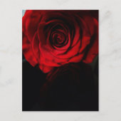 Rose sind rot.... postkarte (Vorderseite)