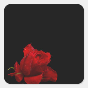 Rose sind rot quadratischer aufkleber