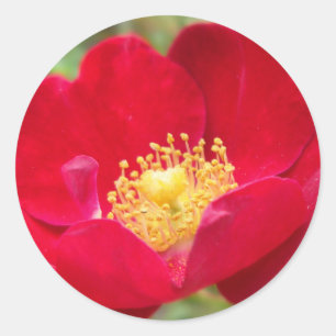 Rose sind rote Aufkleber