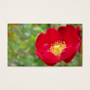 Rose sind rote Lesezeichen