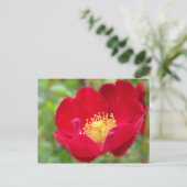 Rose sind rote Postkarten (Stehend Vorderseite)