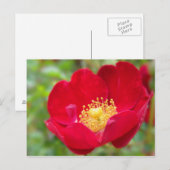 Rose sind rote Postkarten (Vorne/Hinten)