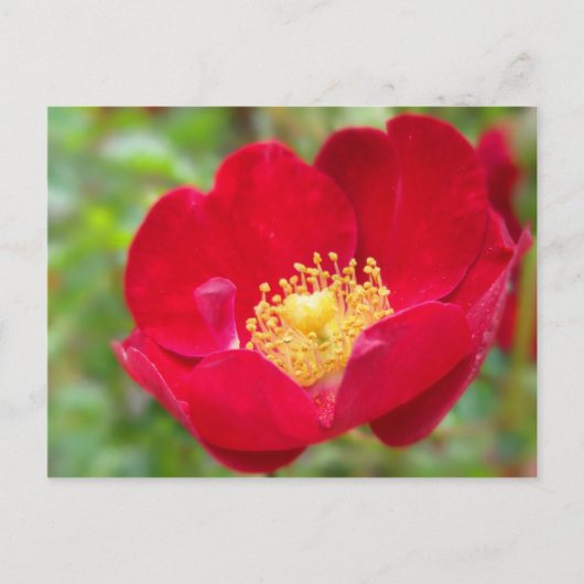 Rose sind rote Postkarten (Vorderseite)