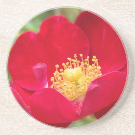 Rose sind roter Untersetzer (Vorne)