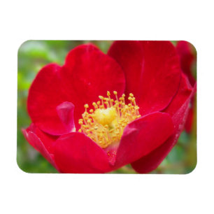 Rose sind rotes, flexibles Magnet