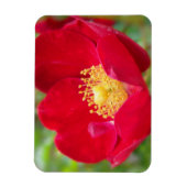 Rose sind rotes, flexibles Magnet (Vertikal)
