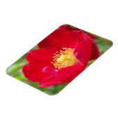 Rose sind rotes, flexibles Magnet (Linke Seite)