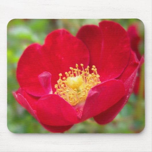 Rose sind rotes Mousepad (Vorne)