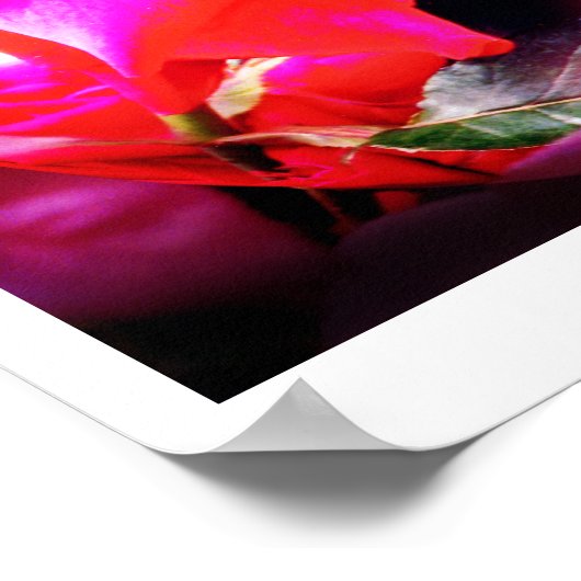 Rose Spirituosen Poster (Ecke)