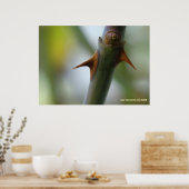 Rose Thorns Poster (Küche)