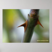 Rose Thorns Poster (Vorne)