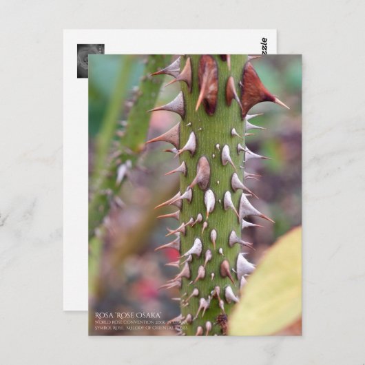 Rose Thorns: Rosa Rose Osaka ポストカード Postkarte (Vorne/Hinten)