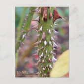 Rose Thorns: Rosa Rose Osaka ポストカード Postkarte (Vorderseite)