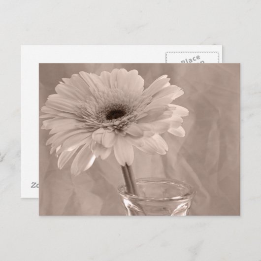 Rose Tinted Daisy Postkarte (Vorne/Hinten)