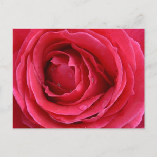 Rose Transzension Feiertagspostkarte