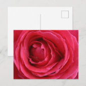 Rose Transzension Feiertagspostkarte (Vorne/Hinten)