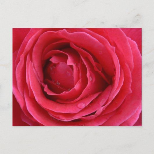 Rose Transzension Feiertagspostkarte (Vorderseite)