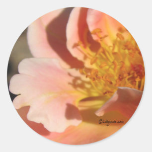 Rose-Umschlag-Aufkleber-Siegel für Peach Sunset Runder Aufkleber