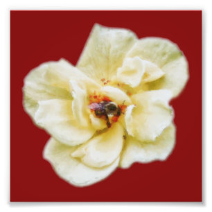 Rose und Biene Fotodruck