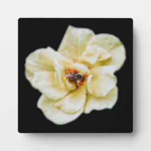 Rose und Biene Fotoplatte