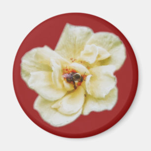 Rose und Biene Magnet