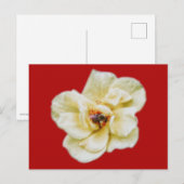 Rose und Biene Postkarte (Vorne/Hinten)