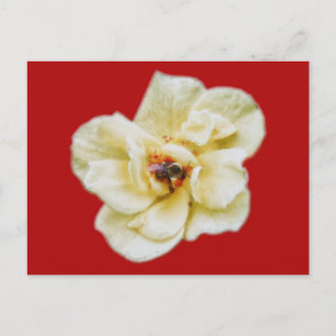 Rose und Biene Postkarte