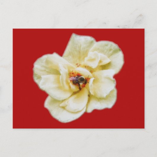 Rose und Biene Postkarte (Vorderseite)