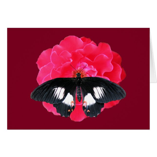 Rose und Frack (Vorderseite (Horizontal))
