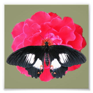 Rose und Frack Fotodruck