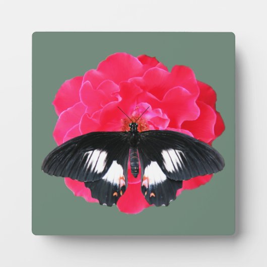 Rose und Frack Fotoplatte (Vorderseite)