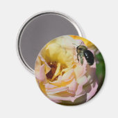 Rose und Hummel-Blumenfotografie Magnet (Vorderseite/Rückseite)