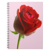 Rose und Rosa Notizblock (Vorderseite)