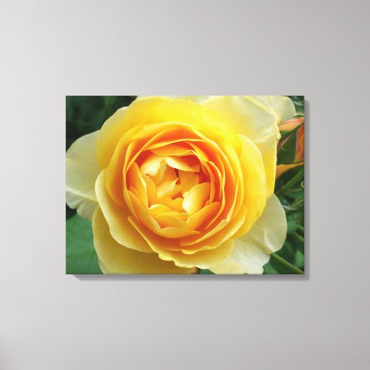 Rose und Rosebud Leinwanddruck (Vorderseite)