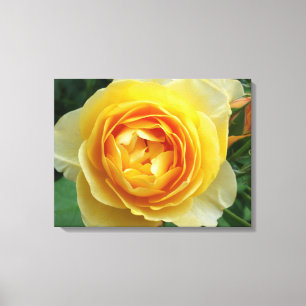 Rose und Rosebud Leinwanddruck
