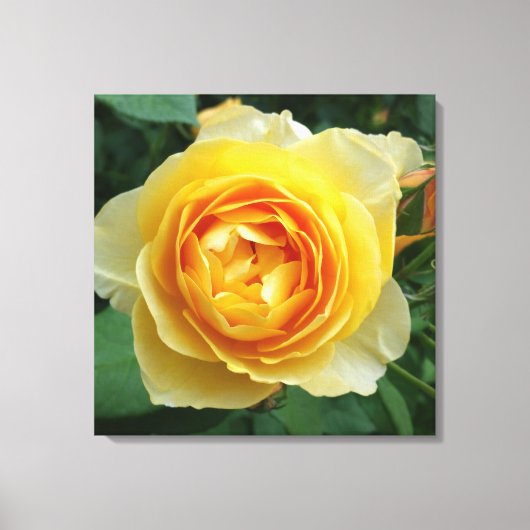 Rose und Rosebud Leinwanddruck (Vorderseite)