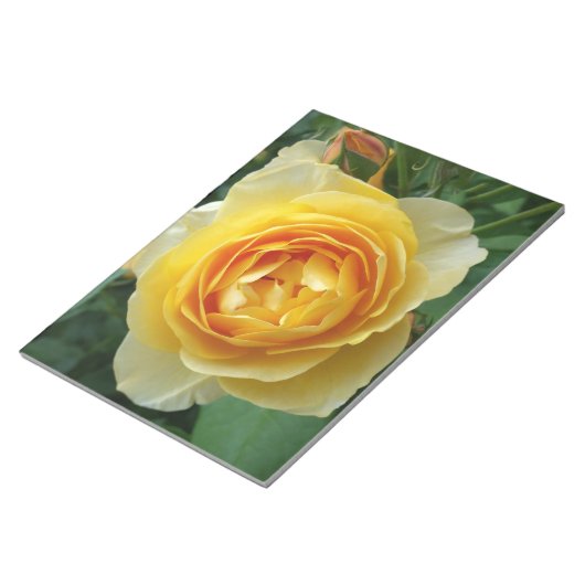 Rose und Rosebud Notizblock (angewinkelt)