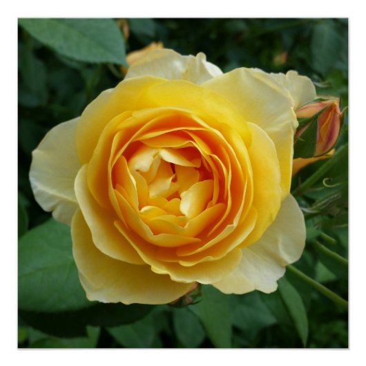 Rose und Rosebud Poster (Vorderseite)