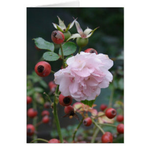 Rose und Rosehips