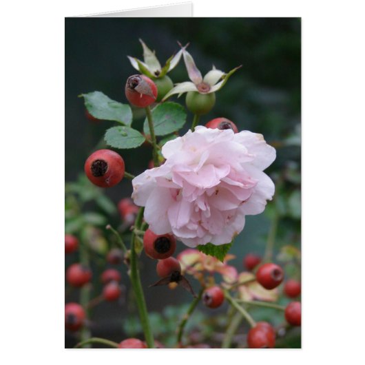 Rose und Rosehips (Vorne)