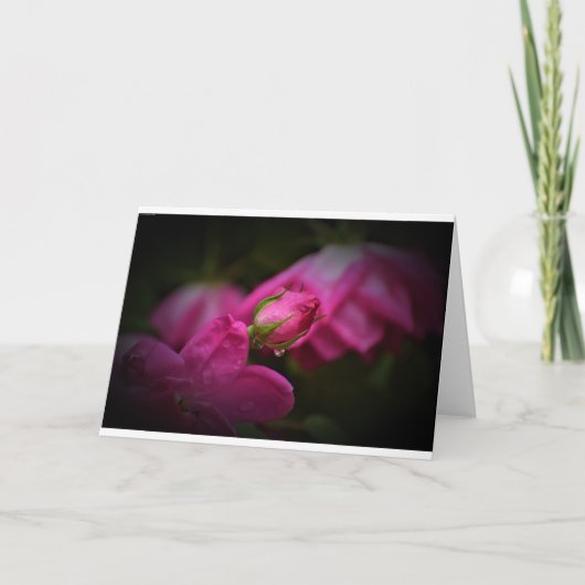 Rose und Seile, Karte (Vorderseite)