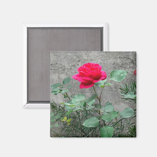 Rose und Stone Magnet (Vorderseite/Rückseite)