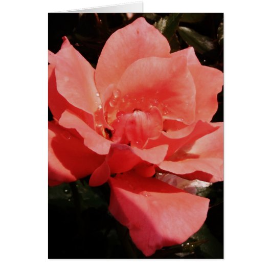 Rose und Tauchen (Vorne)