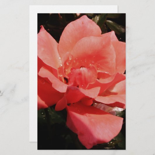 Rose und Tauchen Briefpapier (Vorne/Hinten)